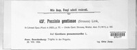 Puccinia gentianae image